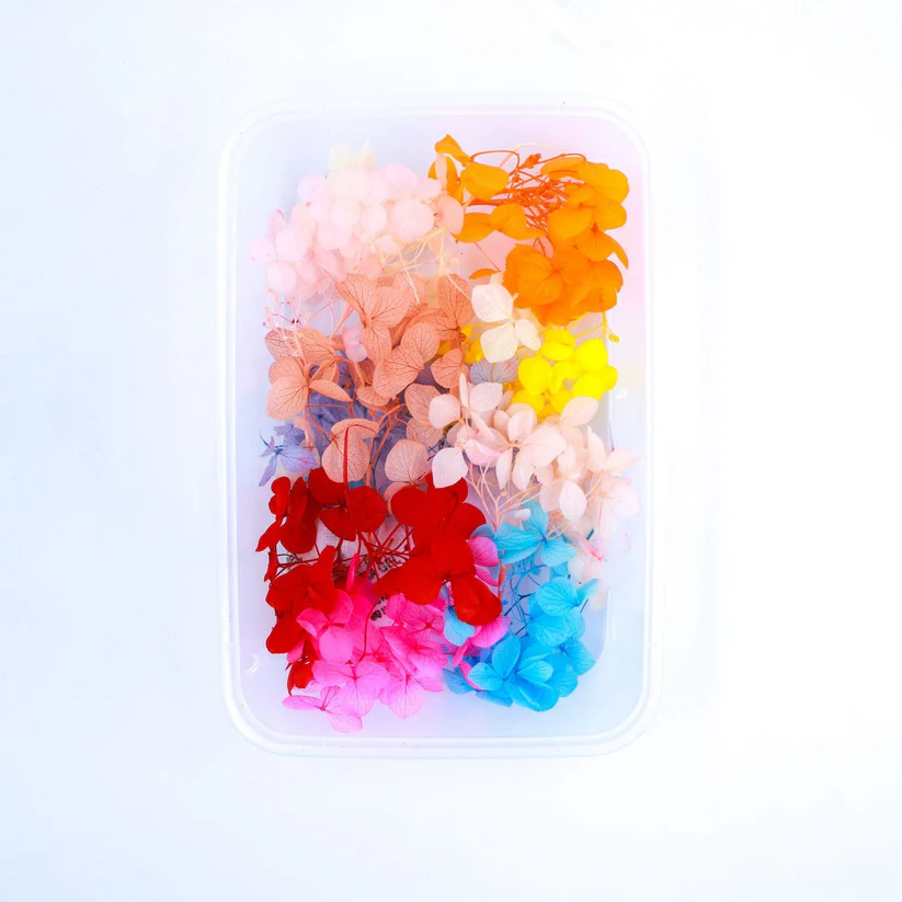 Hydrangea Dry Flower (Multi Colour)