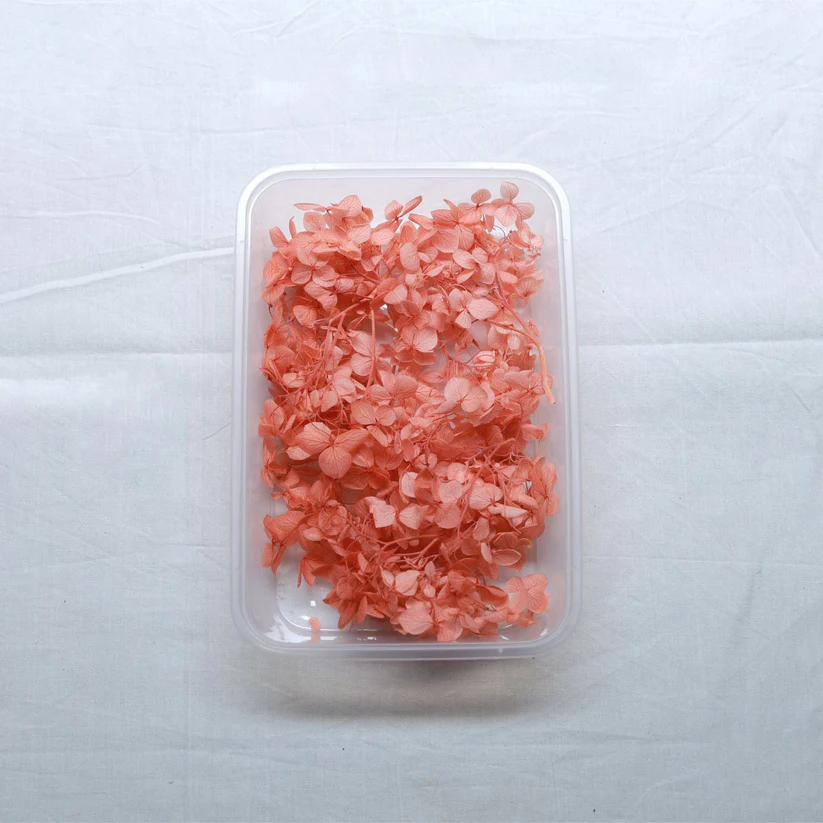 Hydrangea Dry Flower