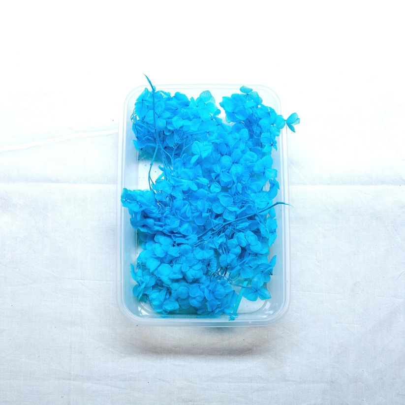 Hydrangea Dry Flower