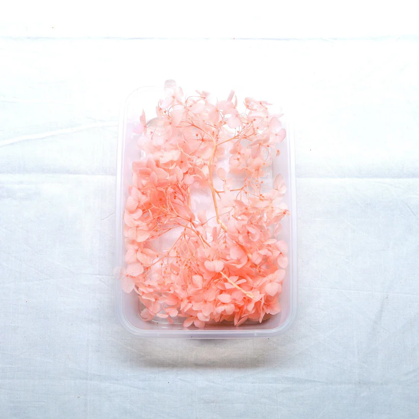 Hydrangea Dry Flower