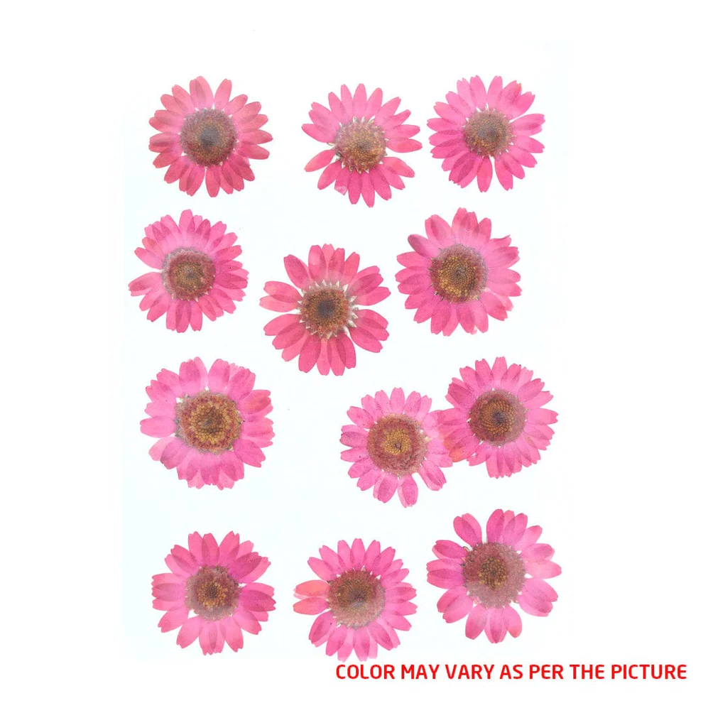 Magenta Daisy Pressed Dry Flower